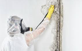 Best Environmental Consulting for Mold Prevention in West Point, MS